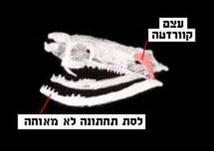 גולגולת נחש