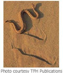 תנועה קונסרטינית