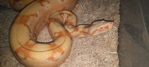 Boa constrictor albino