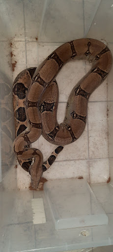 Boa constrictor big female