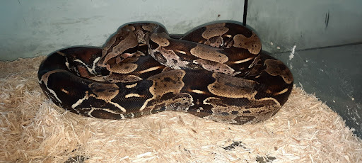Boa constrictor surinam