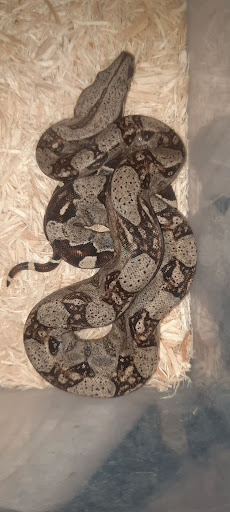 בואה אימפרטוק צעירה