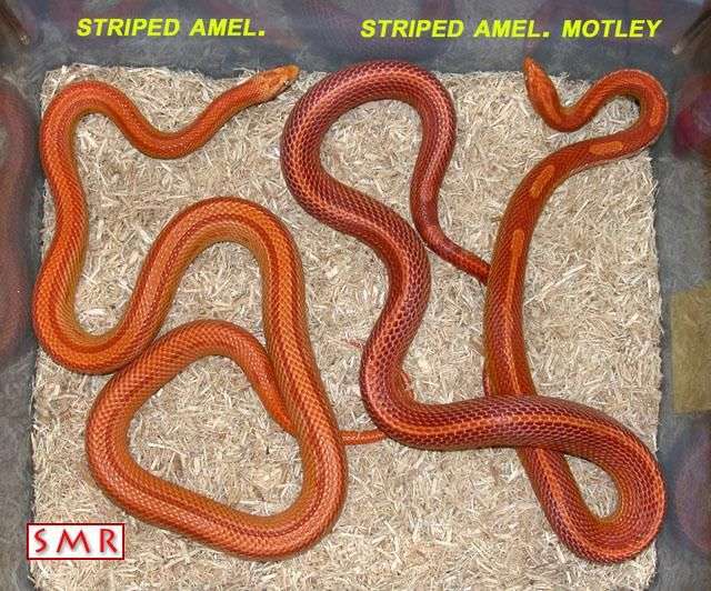 מופע: מוטלי מפוספס - Stripe-Motle