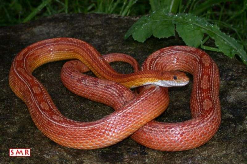 מופע: מוטלי מפוספס - Stripe-Motle