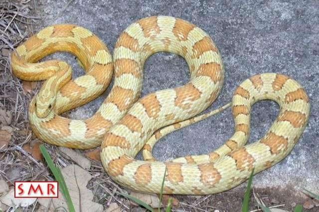Amber
