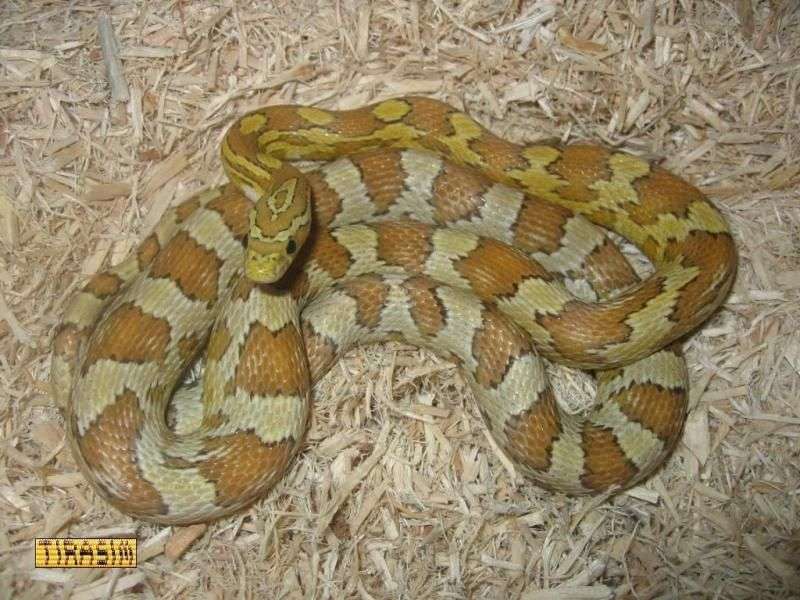 Amber