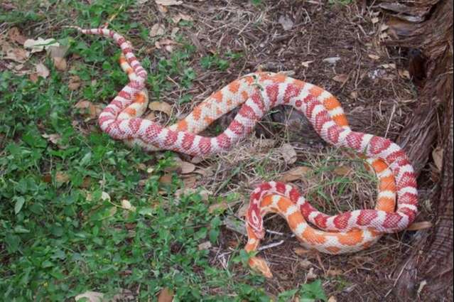 Candy cane