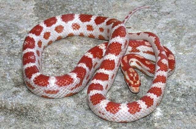 Candy cane