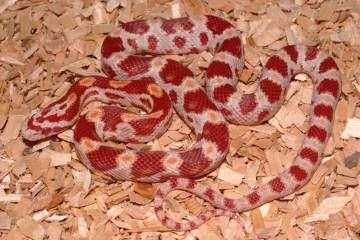 corn snake morphs amelanistic albino