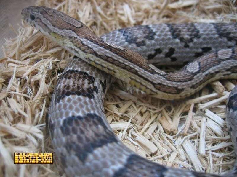 תכונה: אנריתריסטי - Anerythristic Type A