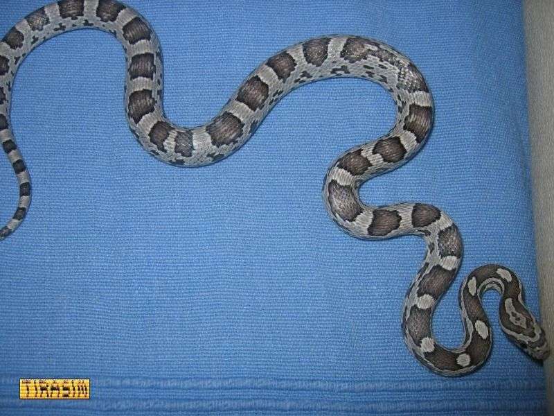 corn snake morphs anerythristic type a