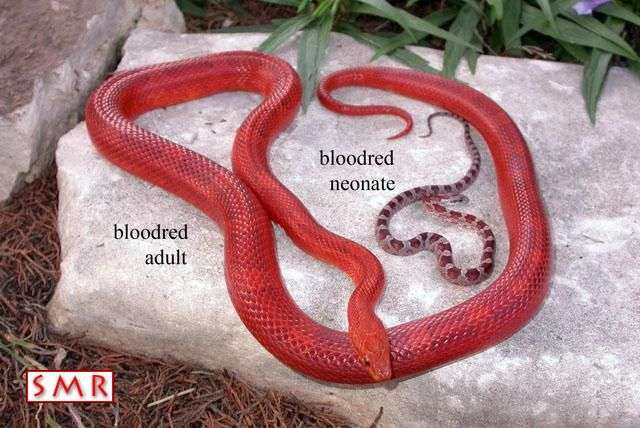 תכונה: אדום-דם - Bloodred