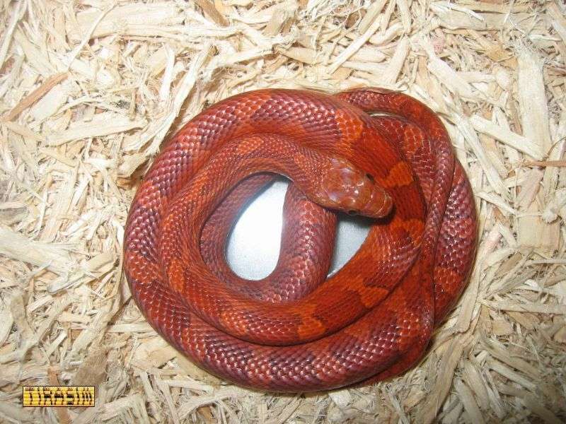 תכונה: אדום-דם - Bloodred