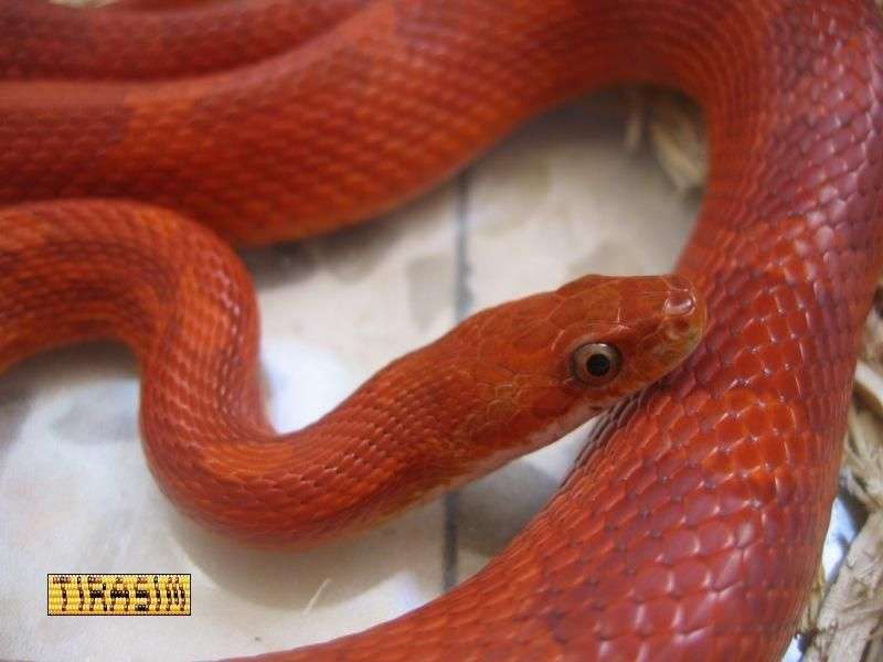 תכונה: אדום-דם - Bloodred
