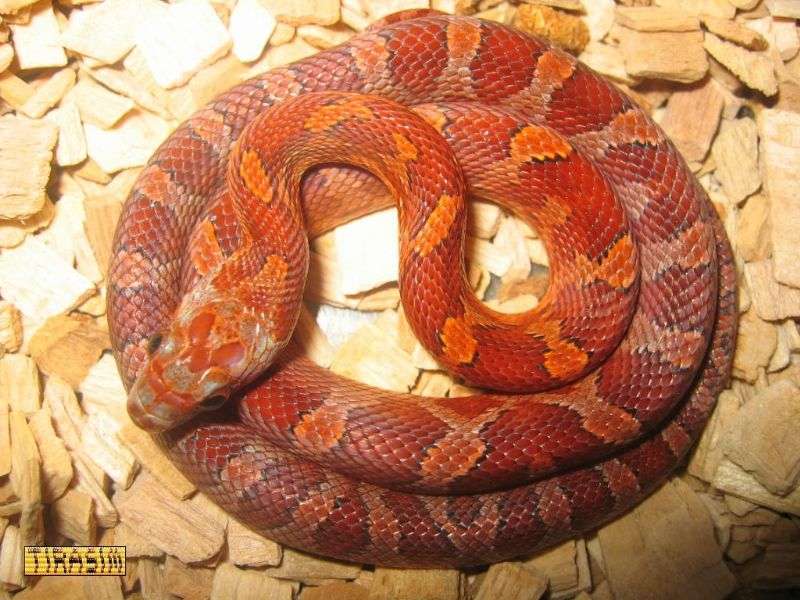 תכונה: אדום-דם - Bloodred