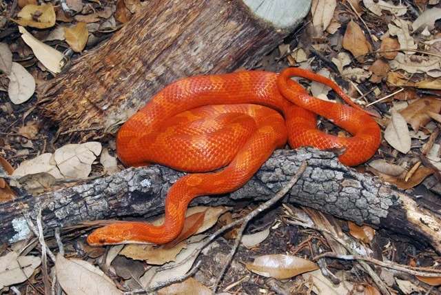 Bloodred Hypo