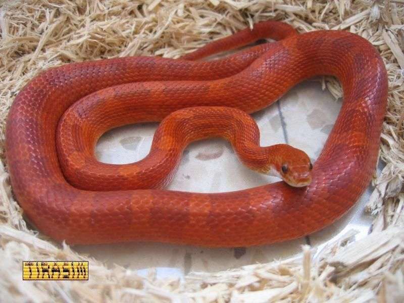 Bloodred