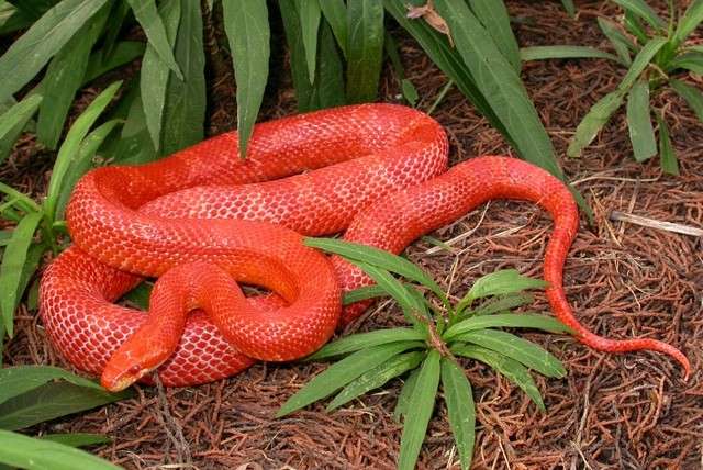 Fire Cayenne