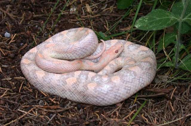Lavender Hypo