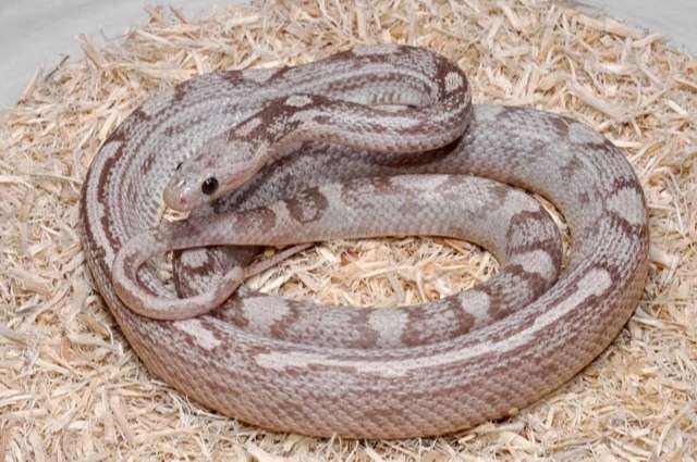 Motley Lavender