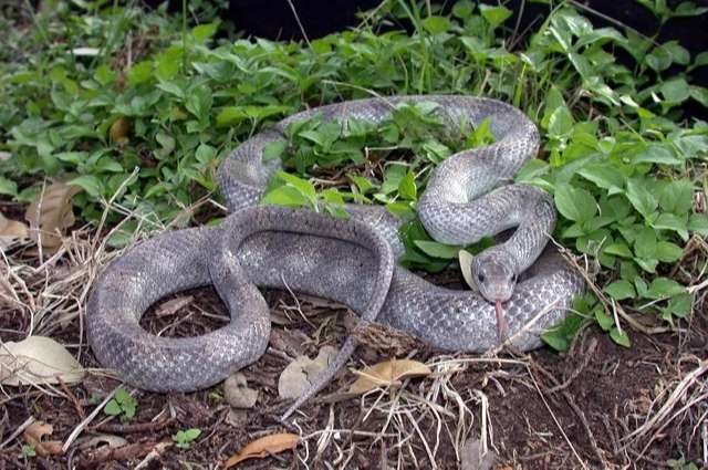 Pewter