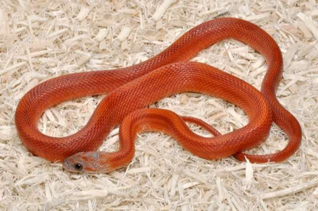 Stripe Bloodred