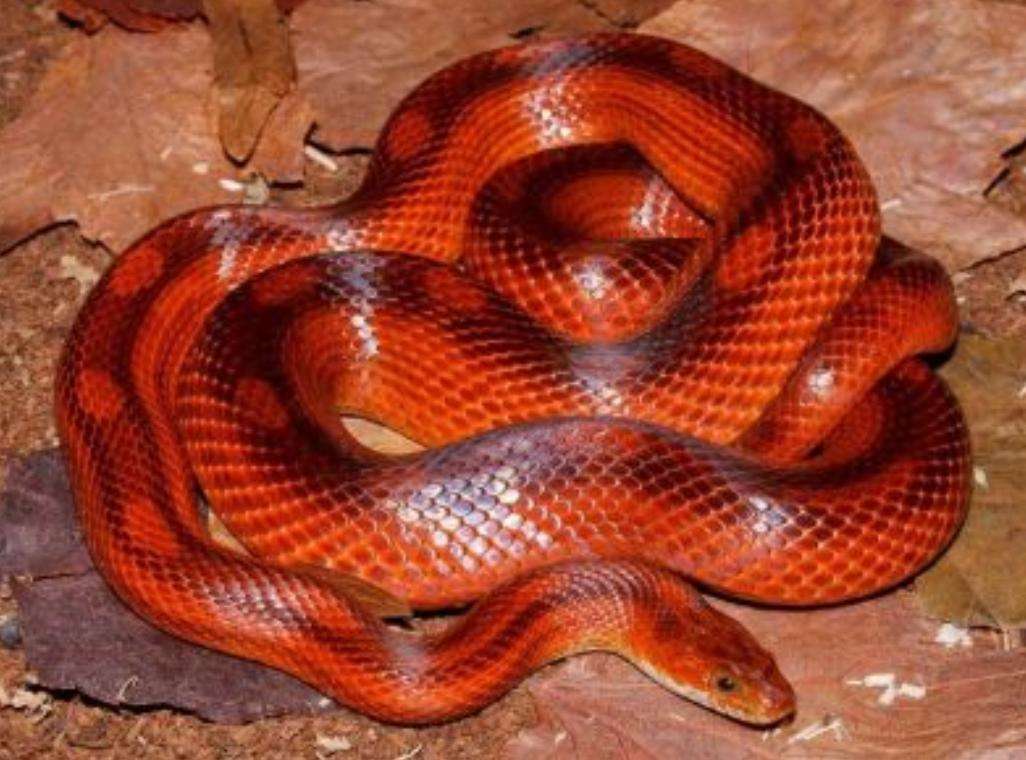 bloodred motly