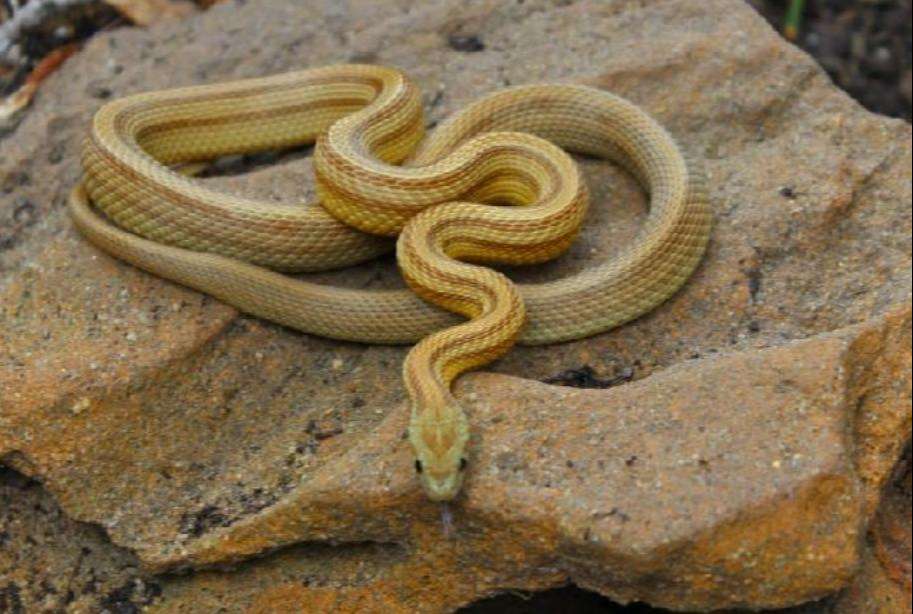 caramel stripe