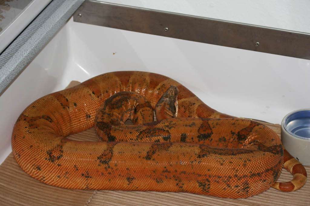 Sunset Cross boa