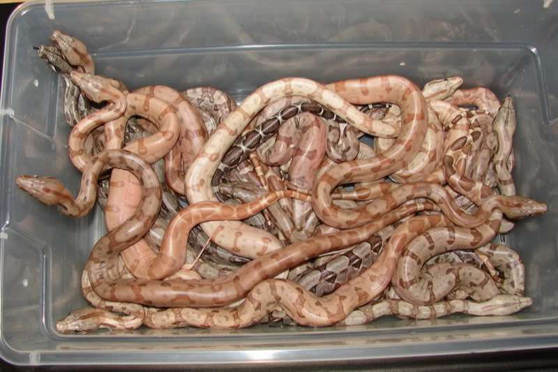 Sunset boa birth