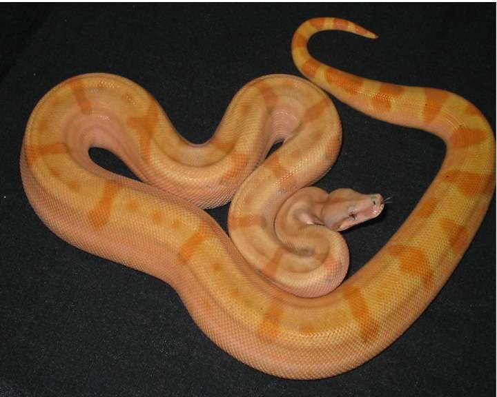 sunset boa