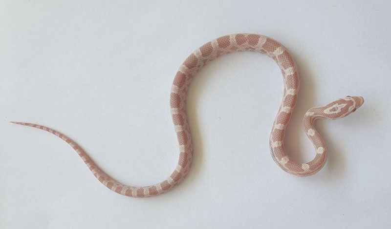 Snow+ 66% poss het charcoal
