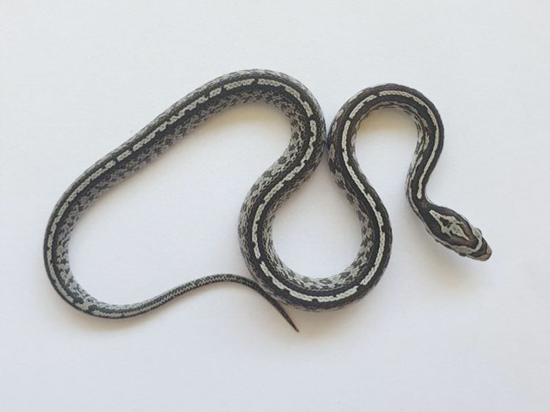Tessera anery het amel+ 66% poss het charcoal