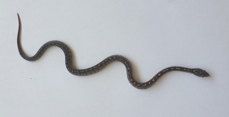 Tessera charcoal het amel anery