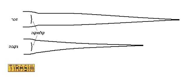 sexing snake tail