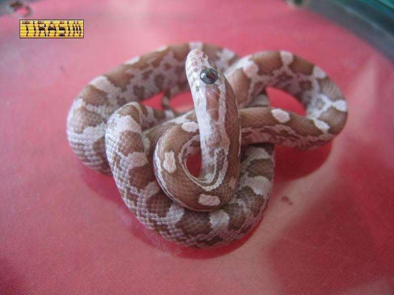 star gazing corn snake
