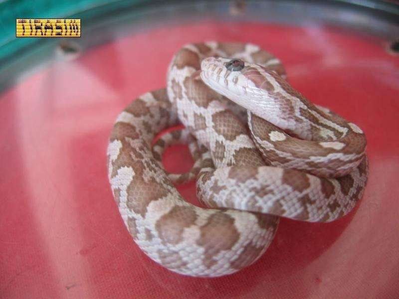 star gazing corn snake2