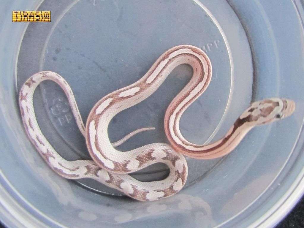 motley stripe anery
