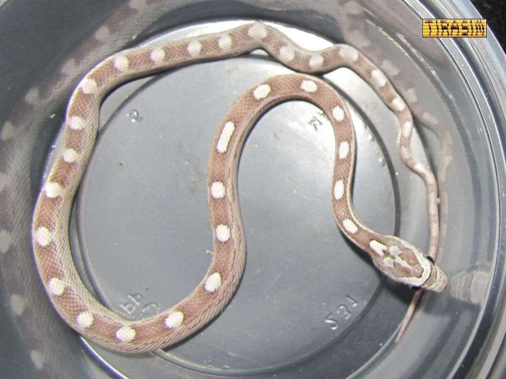 motley stripe anery2