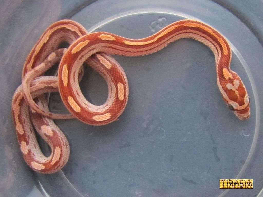 motley stripe2