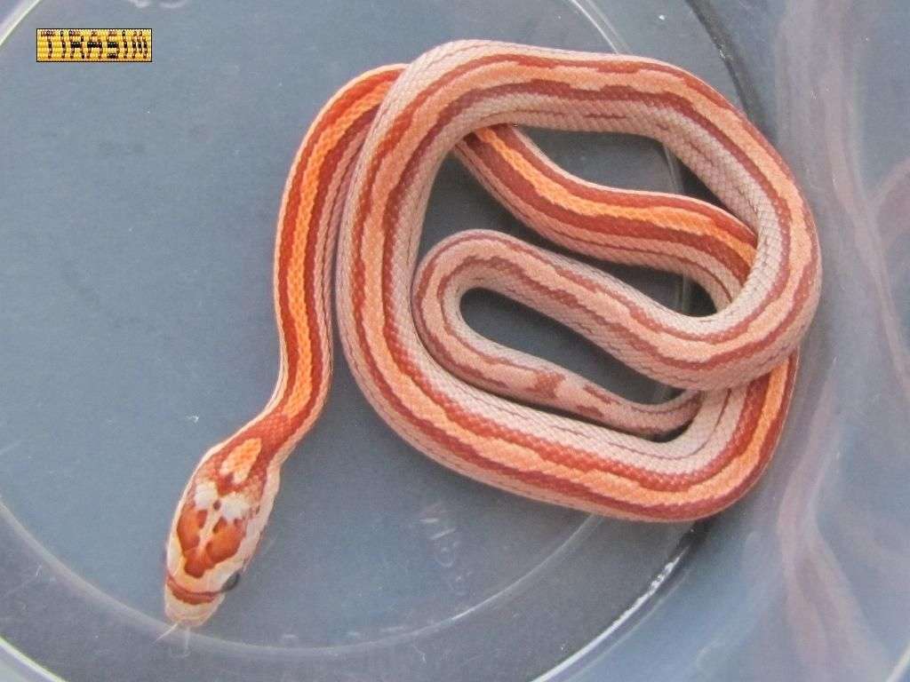 motley stripe3