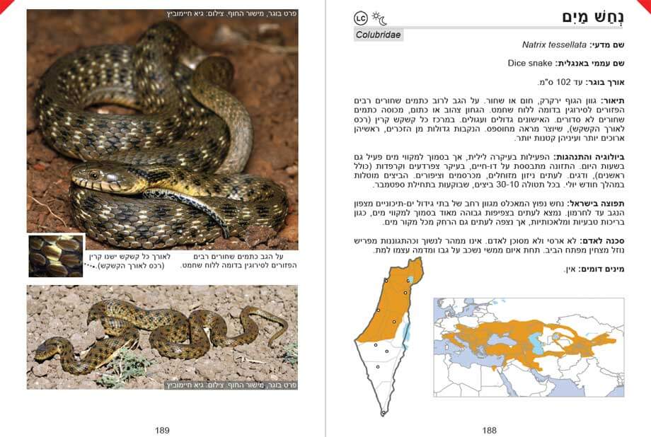page example 1
