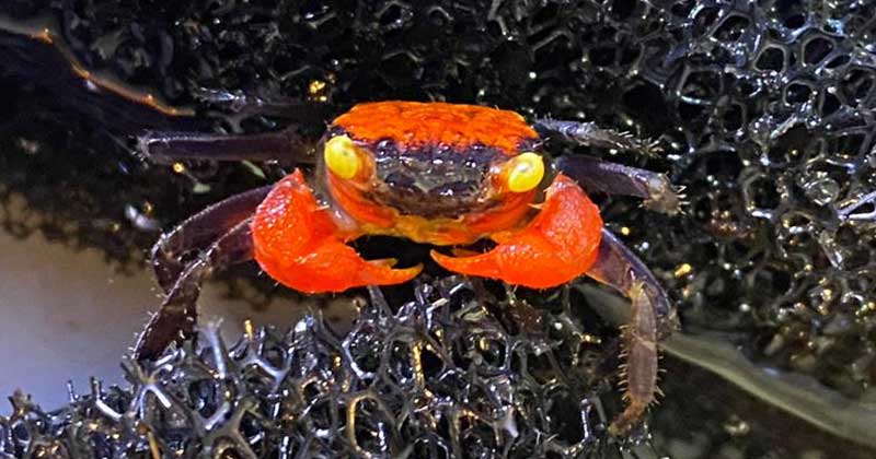 vampire crab3