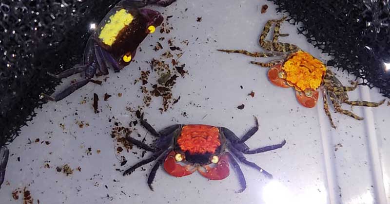 vampire crab4