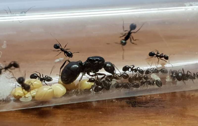 מלכת נמלת הקציר עם תחילתה של מושבה ופועלות חזקות.