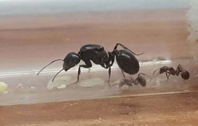 נמלת הקציר עם הפועלות הראשונות