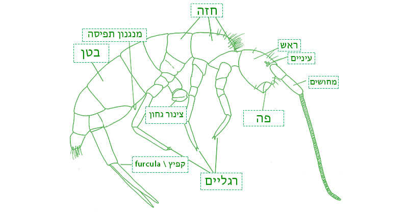 מבנה גוף הקפזנבאים