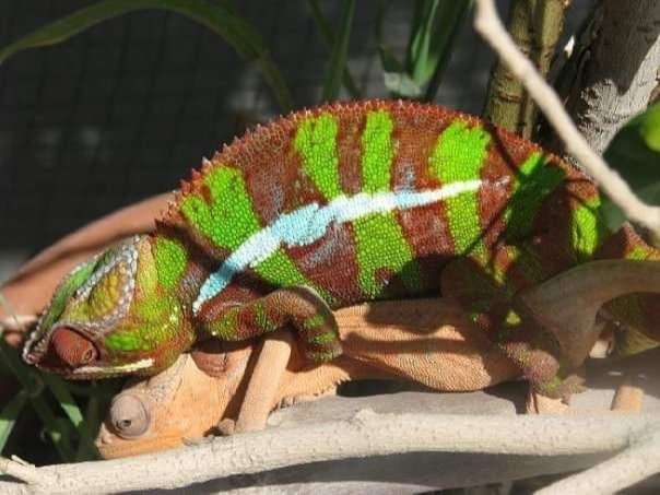 הזדווגות של זוג אמבילובה פסים אדומים, צולם על ידי, באביב 2008 הזדווגות זיקית פנתר
