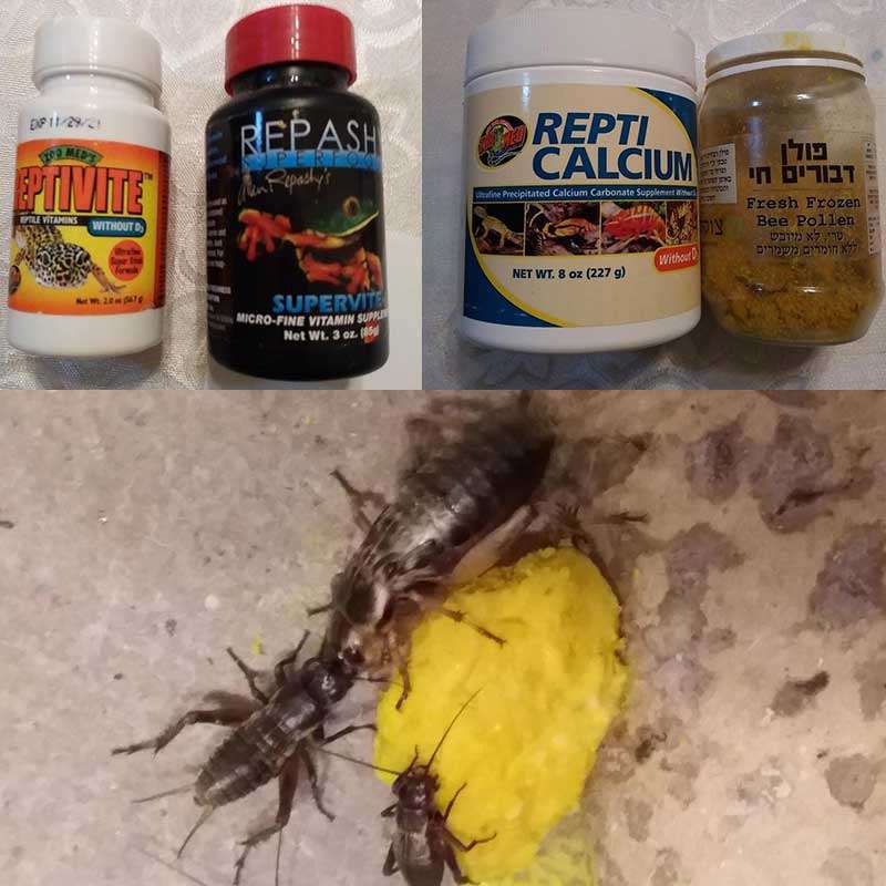 ויטמינים זיקית פנתר