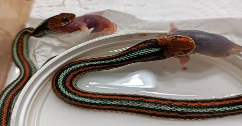 thamnophis sirtalis baby eat baby mouse